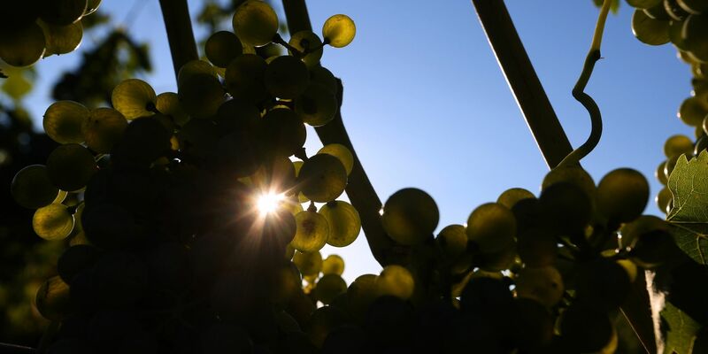 Weintrauben reifen in einem Weinberg. - Foto: Karl-Josef Hildenbrand/dpa