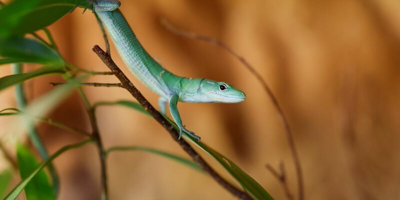 Eine grüne Baumeidechse läuft auf einer Zimmerpflanze. - Foto: Daniel Löb/dpa