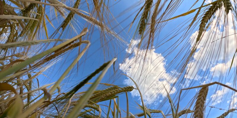 Reifes Getreide steht auf einem Feld vor leicht bewölktem Himmel. - Foto: Bernd Weißbrod/dpa