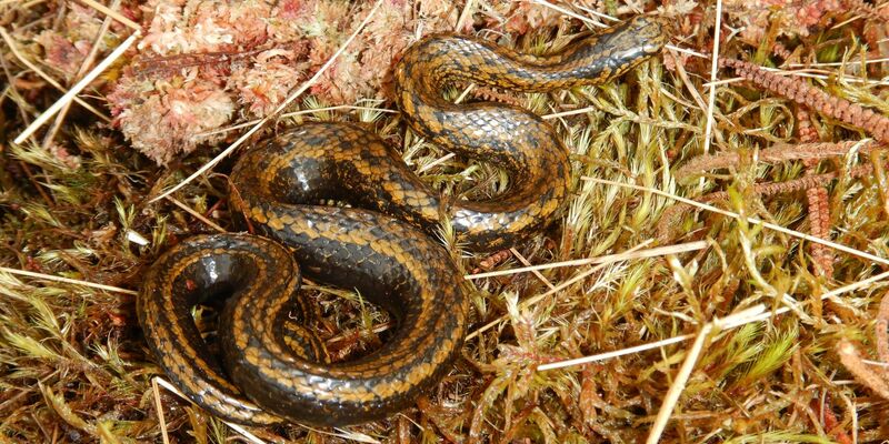 Die vor kurzem in Peru entdeckte Schlangenart heißt jetzt Tachymenoides harrisonfordi. - Foto: Edgar Lehr/DGHT/dpa