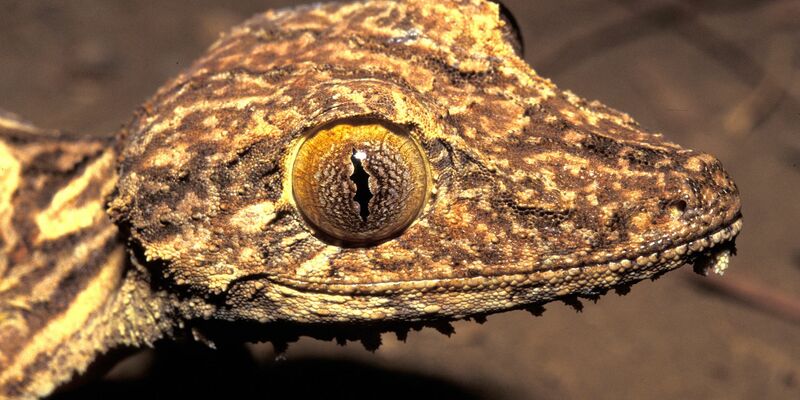 Ein Blattschwanzgecko aus Madagaskar. - Foto: Jörn Köhler/SNSB-ZSM/dpa
