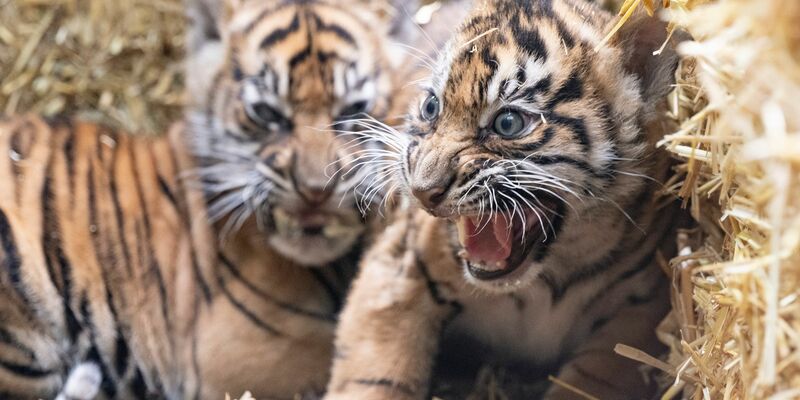 Die kleinen Sumatra-Tiger erkunden ihre Umgebung. - Foto: Boris Roessler/dpa