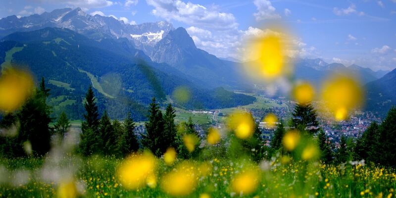 Sommer in den Bergen: Blumen blühen auf einer Wiese am Wank in Bayern, im Hintergrund sind die Gipfel des Wettersteins mit der Zugspitze zu sehen. - Foto: picture alliance / Sven Hoppe/dpa
