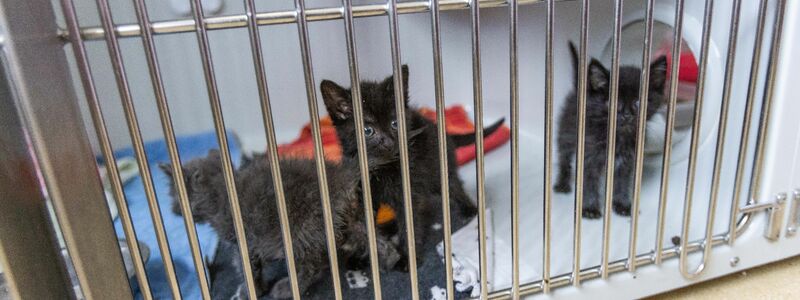 Katzenbabys sind in einem Quarantänebereich des Tierheims Lahr in einem Zwinger untergebracht. - Foto: Philipp von Ditfurth/dpa