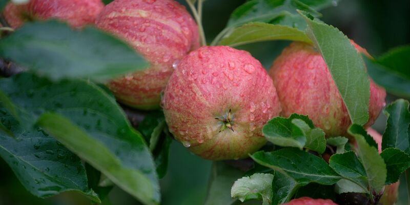 Äpfel der Sorte Gala hängen auf einem Obsthof in Meckenheim an einem Baum. - Foto: Henning Kaiser/dpa
