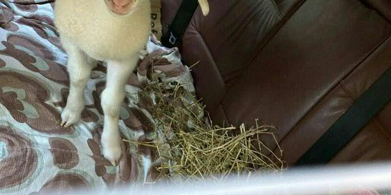 Ein Lämmchen sitzt auf dem Rücksitz eines PKW. - Foto: Unbekannt/POLIZEI SALZBURG/APA/dpa