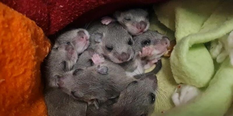 Eine Siebenschläfer-Familie. Das Muttertier hatte sich laut Wildtierwaisen-Schutzstation mit acht Jungen in einer Badezimmerschublade eingenistet. - Foto: Sabine Gallenberger/Wildtierwaisen-Schutz e.V./dpa