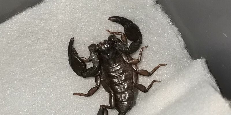 Wie ist der Skorpion nach Göppingen gekommen? (Symbolbild) - Foto: -/ICARA.AT/dpa