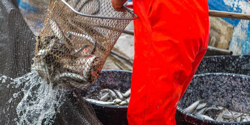 Die vergangenen fünf Jahre waren für den Ostseehering die historisch schlechtesten Jahre. - Foto: picture alliance / dpa