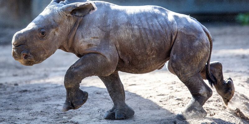 Das erst wenige Tage alte weibliches Nashornbaby erkundet erstmals die Außenanlagen im Schweriner Zoo. - Foto: Jens Büttner/dpa