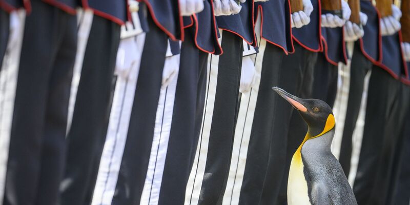 Königspinguin Sir Nils Olav erhält seine Auszeichnung von den Mitarbeitern des Edinburgher Zoos. - Foto: John Linton/PA Wire/dpa