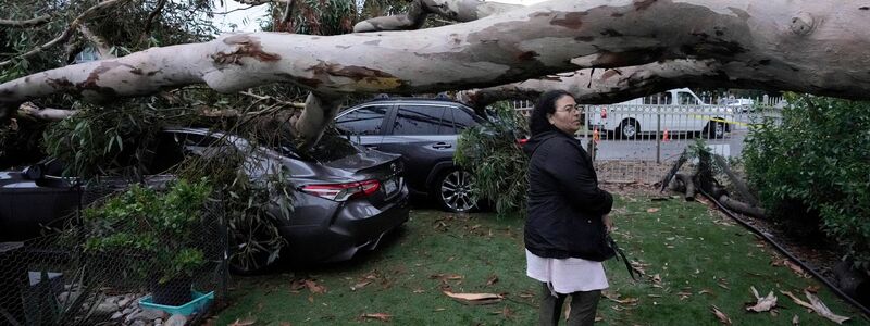 Umgestürzte Bäume nach dem Tropensturm «Hilary» im Sun Valley in Kalifornien. - Foto: Marcio Jose Sanchez/AP/dpa