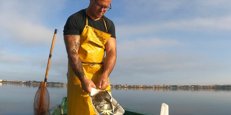Ein Fischer schüttet Blaukrabben in einen Eimer. Die fremde Art taucht in Italien immer häufiger auf. - Foto: Luigi Navarra/AP