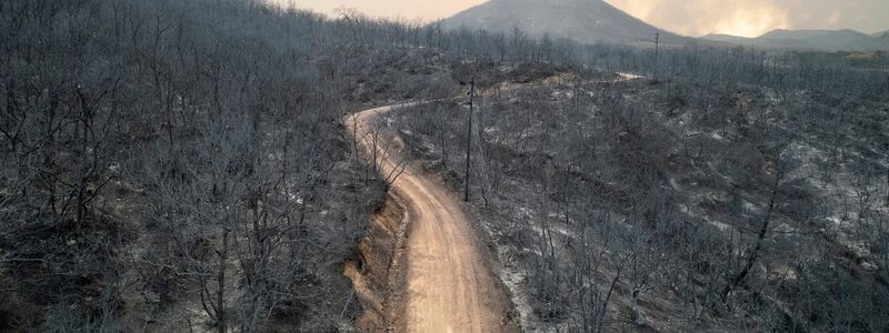 Blick auf einen verbrannten Wald  in der Nähe der Stadt Alexandroupolis in der nordöstlichen Region Evros. - Foto: Achilleas Chiras/AP