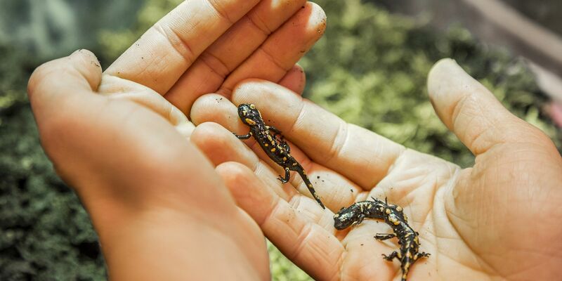 Der Feuersalamander-Nachwuchs wird ausgewildert. - Foto: Andreas Giesswein/NÖ Museum Betriebs GmbH/dpa
