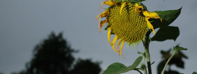 Eine verblühte Sonnenblume: Das Wetter in der kommenden Woche wird schon etwas herbstlich. - Foto: Sebastian Willnow/dpa