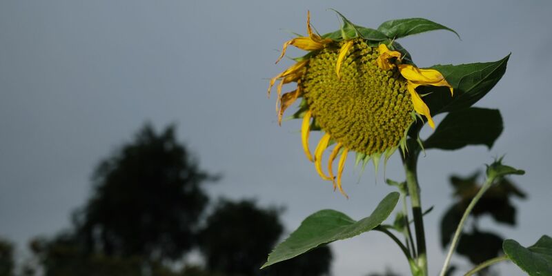 Der meteorologische Herbst hat begonnen. Doch die Temperaturen drehen teils noch spätsommerlich kräfig auf. - Foto: Sebastian Willnow/dpa