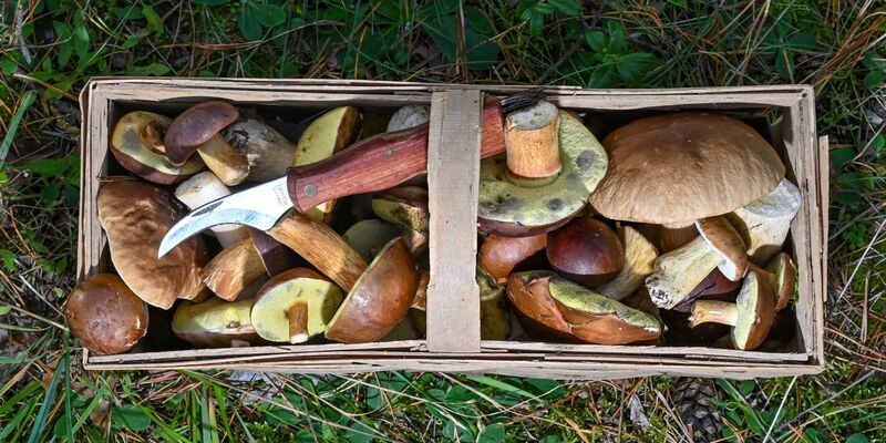 Der Korb eines Pilzsammlers. - Foto: Patrick Pleul/dpa-Zentralbild/dpa