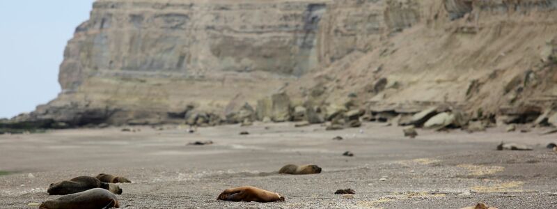 Zahlreiche tote Mähnenrobben liegen an einem patagonischen Atlantikstrand nahe Viedma. - Foto: Juan Macri/AP/dpa