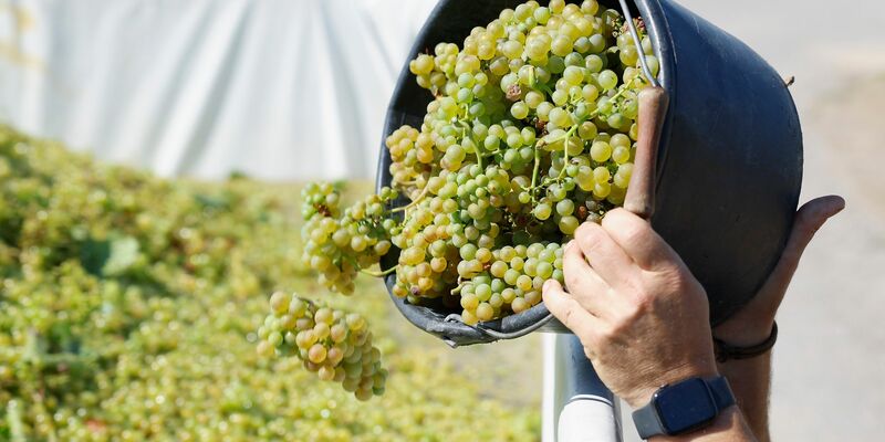 «Anders als noch vor 20, 30 Jahren gibt es kein Jahr mehr, indem wir nicht sehr gute Weine ernten können», sagt  VDP-Präsident Steffen Christmann. - Foto: Heiko Becker/dpa