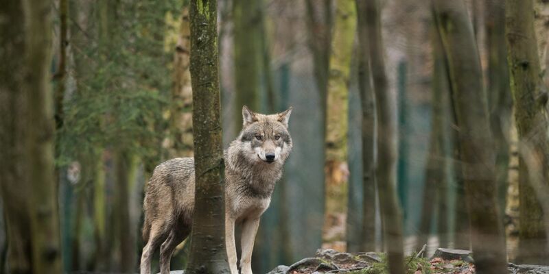 Ein Wolf steht in einem Tierpark in Sachsen-Anhalt in seinem Gehege. Die Ampel-Koalitionäre wollen das Zusammenleben von Weidetieren, Mensch und Wolf so gestalten, «dass trotz noch steigender Wolfspopulation möglichst wenige Konflikte auftreten». - Foto: Klaus-Dietmar Gabbert/zb/dpa