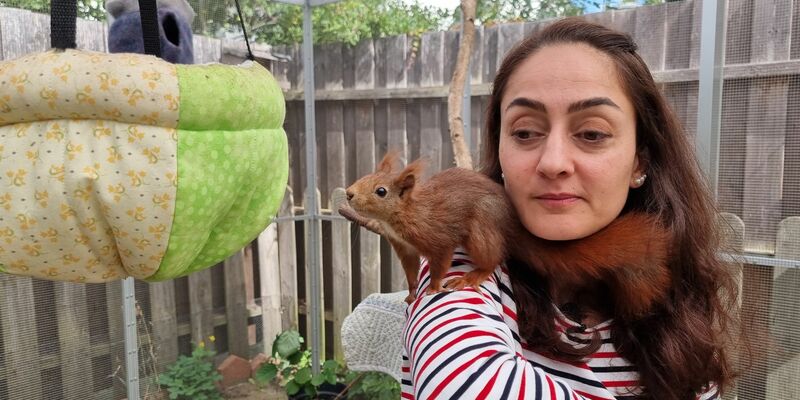 Tierschützerin Mona Gahrib hat ein Eichhörnchen auf der Schulter. - Foto: Fernando Martinez/TNN/dpa
