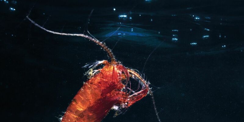 Ruderfußkrebse (Copepoda) bilden den größten Anteil des Zooplanktons. Hier ist ein eiertragendes Weibchen einer räuberisch lebenden Art zu sehen. - Foto: Mario Hoppmann/Alfred-Wegener-Institut/dpa