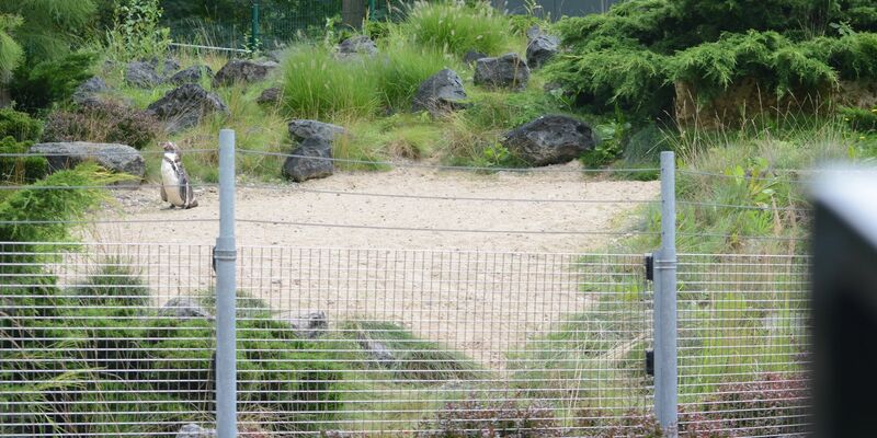 Das Pinguin-Gehege im Zoo von Rostock. Nachdem im Rostocker Zoo ein toter Pinguin gefunden wurde, hat die Kriminalpolizei die Ermittlungen aufgenommen. - Foto: Christopher Hirsch/dpa