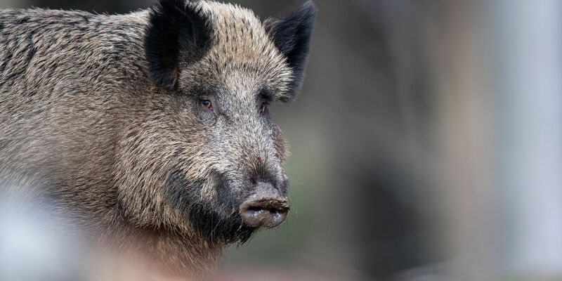 Das Fleisch von Wilschweinen ist im Gegensatz zur Leber unbedenklich. (Symbolbild) - Foto: Lino Mirgeler/dpa