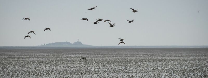 Eine Gruppe Eiderenten fliegt über das Watt vor der Hallig Oland. - Foto: Christian Charisius/dpa
