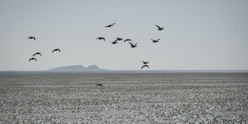 Die UN-Kulturorganisation Unesco warnt vor Öl- und Gasförderung im Welterbe Wattenmeer. - Foto: Christian Charisius/dpa