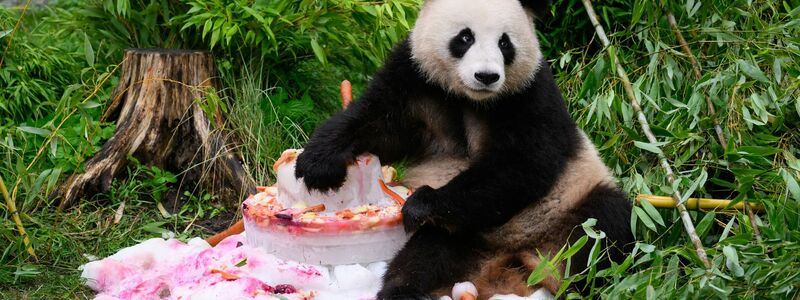 Eine Torte aus Eis, Gemüse und Früchten gibt es anlässlich ihres vierten Geburtstags für die Pandabären Pit und Paule im Berliner Zoo. - Foto: Bernd von Jutrczenka/dpa