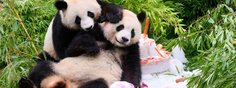 Eine Torte aus Eis, Gemüse und Früchten gibt es anlässlich ihres vierten Geburtstags für die Pandabären Pit und Paule im Berliner Zoo. - Foto: Bernd von Jutrczenka/dpa