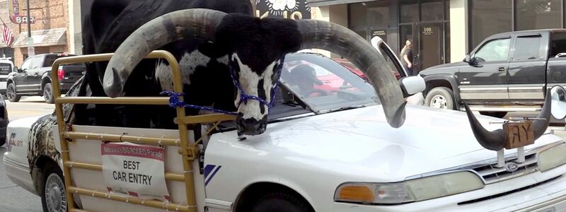 Der Watussi-Bulle namens Howdy Doody im Auto von Lee Meyer. - Foto: Uncredited/News Channel Nebraska/AP/dpa
