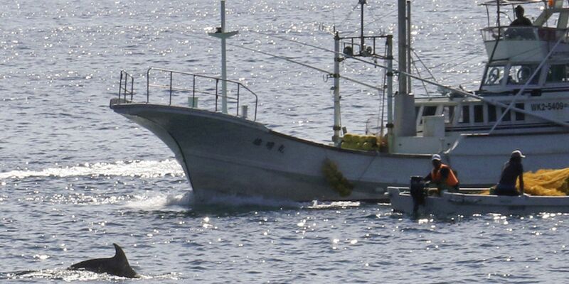 In den Gewässern vor Taiji findet am 01.09.2020 die erste Treibjagd der Saison auf Delfine und andere Kleinwale statt. - Foto: -/kyodo/dpa