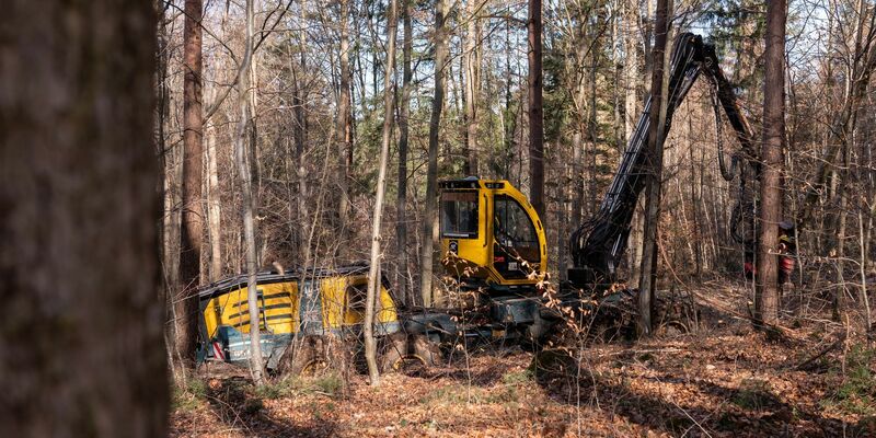 Die Holzernte im Wald sei laut der Deutschen Forstwirtschaft gut für die Umwelt. - Foto: Silas Stein/dpa
