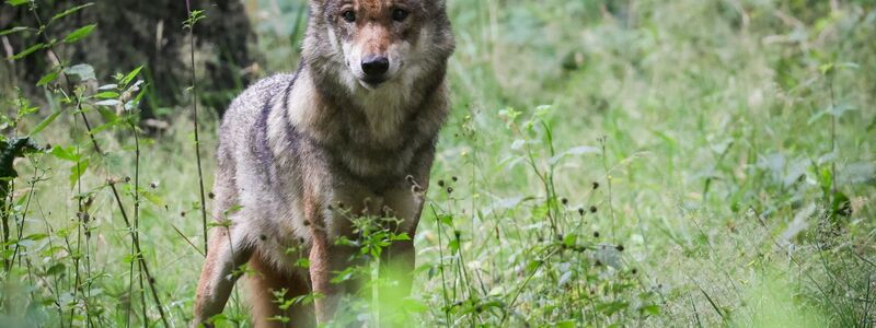 Die Debatte um die Bejagung des Wolfs geht weiter. Tirol will einen regulären Abschuss. - Foto: Christian Charisius/dpa