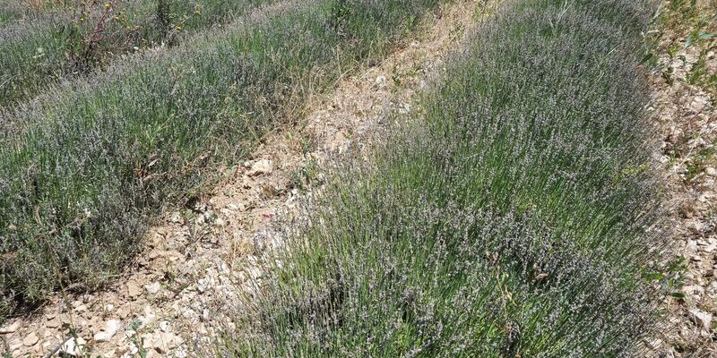 Blick auf ein von Raupen geschädigtes Lavendelfeld in Frankreich. - Foto: Alain Aubanel/dpa