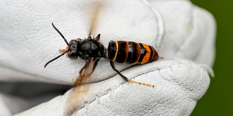 Die Asiatische Hornisse frisst andere Insekten. - Foto: Axel Heimken/dpa