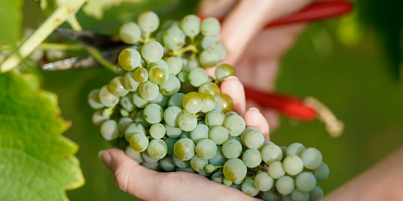 Prozentual deutliche Steigerungen der Erntemengen werden in den flächenmäßig großen Regionen Mosel, Württemberg, Pfalz und Rheinhessen erwartet. - Foto: Uwe Anspach/dpa
