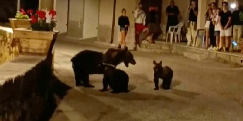 Eine Bärin mit ihren Jungen in einem Dorf in den Abruzzen. - Foto: UGC/APTN/AP/dpa
