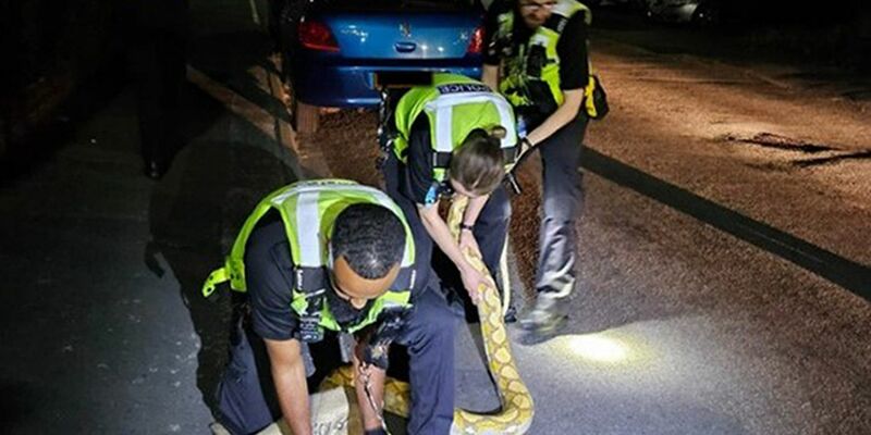 Polizeibeamte fangen den 3,6 Meter langen Python ein. - Foto: -/West Midlands Police/PA Media/dpa