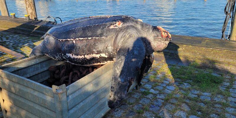 Die verendete Lederschildkröte im Hafen von Büsum. - Foto: ITAW/AW/ITAW/dpa