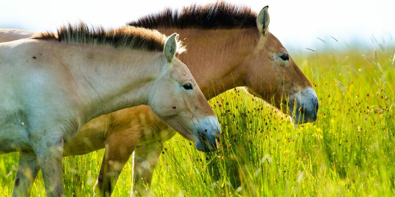 Das Przewalski-Pferd ist eigentlich in Zentralasien beheimatet. - Foto: Katalin Ozogány/dpa