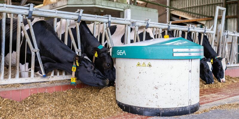 Ein Futterschieber der Firma GEA fährt automatisiert im Kuhstall von Landwirt Henning Lefert an den Kühen vorbei und kehrt dabei das Futter zusammen. - Foto: Guido Kirchner/dpa