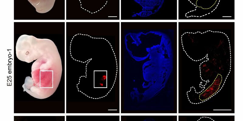 Eine grafische Darstellung zeigt «humanisierte» Nierenzellen (rote Fluoreszenz) im Inneren von Embryos von Schweinen im Vergleich zu normalen, nicht manipulierten Schweineembryos. - Foto: Wang/Xie/Li/Li/Zhang/Cell Stem Cell/dpa
