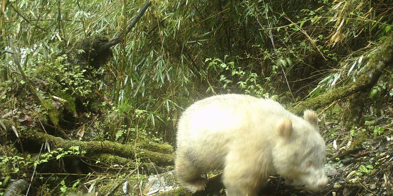 Dieses Infrarotkamerabild, aufgenommen mit einer Fotofalle, zeigt den Albino-Panda in der südwestchinesischen Provinz Sichuan. - Foto: XinHua/dpa