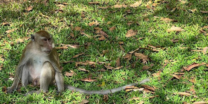 Langschwanzmakaken, auch Javaneraffen genannt, sind in weiten Teilen Südostasiens verbreitet. - Foto: Carola Frentzen/dpa