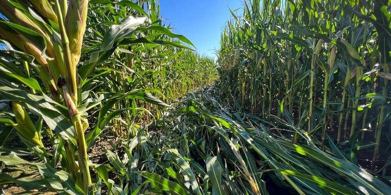 POL-EL: Sögel - Wer hat sich ins Maisfeld verirrt? - Hinweise gesucht - Foto: presseportal.de