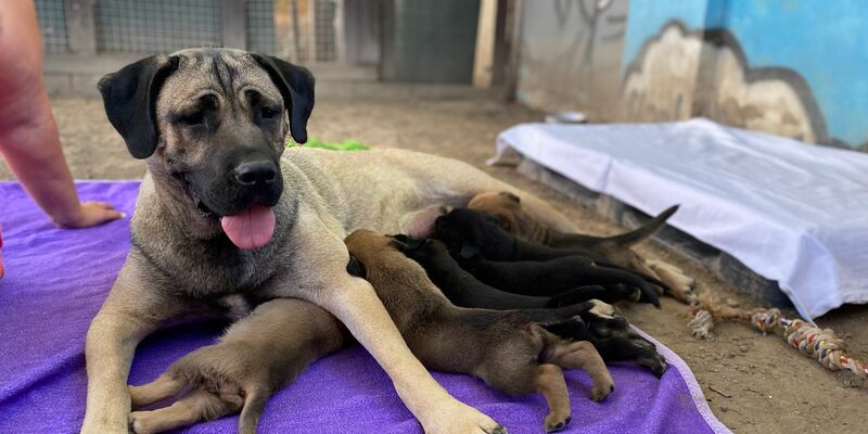 Kangal-Hündin Mira mit Nachwuchs - die Kleinen heißen Chardonnay, Domina, Dornfelder, Kerner, Merlot, Regent, Riesling, Rivana, Silvana und Syrah. - Foto: -/Frankenthaler Tierschutzverein/dpa